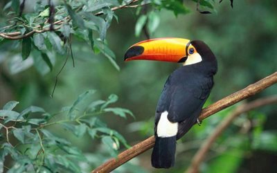 toucan, birds, branch, jungle, toco