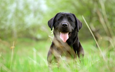 Labrador retriever, grass, dogs, black retriever