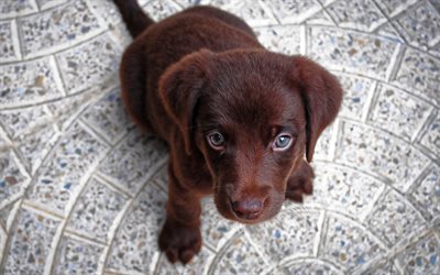 filhote de cachorro, 4k, retriever chocolate, pequeno labrador, canino, animais fofos, labrador
