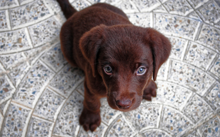 cachorro, 4k, chocolate retriever, peque&#241;o labrador, canina, animales lindos, labrador