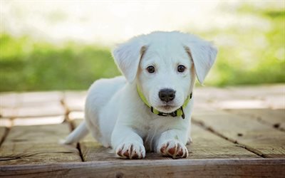 golden retriever cucciolo, 4k, canino, piccolo labrador, simpatici animali, labrador