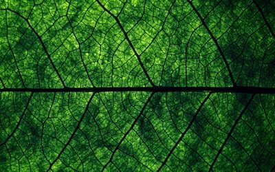 las hojas verdes de la textura, de cerca, las hojas, la textura, el color verde de la hoja, macro, dise&#241;o de la hoja, de la hoja de texturas, hojas verdes