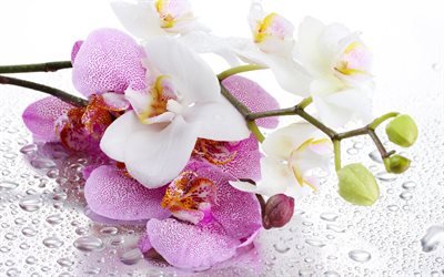 pink orchids, 4k, macro, pink flowers, flora, orchids on white background, Orchidaceae, orchids