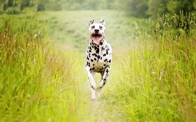 dalmatian, dog, field, green grass, Run