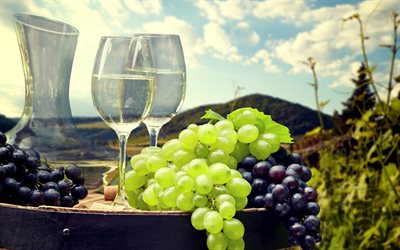 white wine, grapes, vineyard, harvest, fruit, glasses with wine