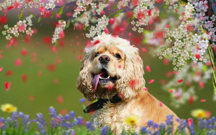 Download wallpapers English Cocker Spaniel, curly dog, cute dogs, pets ...