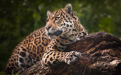 jaguar, wildlife, wild cat, forest
