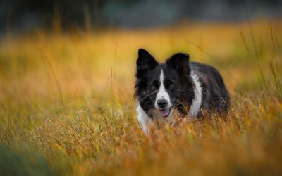4k, Border Collie, pets, lawn, cute animals, dogs, Border Collie Dog