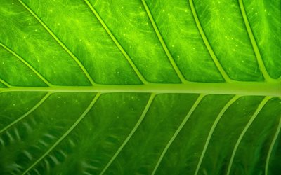 vert cong&#233;, close-up, la nature, les feuilles