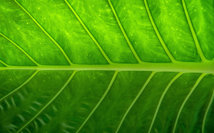 green leave, close-up, nature, leaves