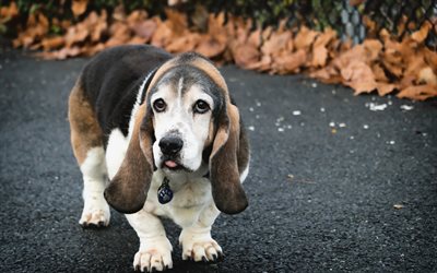 basset hound, beagle dog, pets, dogs