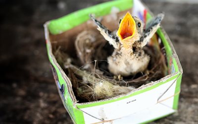 雛, 紙箱, 小鳥, 巣