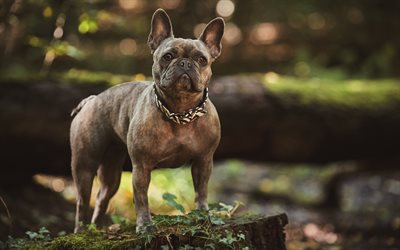 french bulldog, 4k, pets, forest, dogs, cute animals, bulldogs