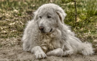 grande cane bianco, animali, bianco soffici cane, verde, erba