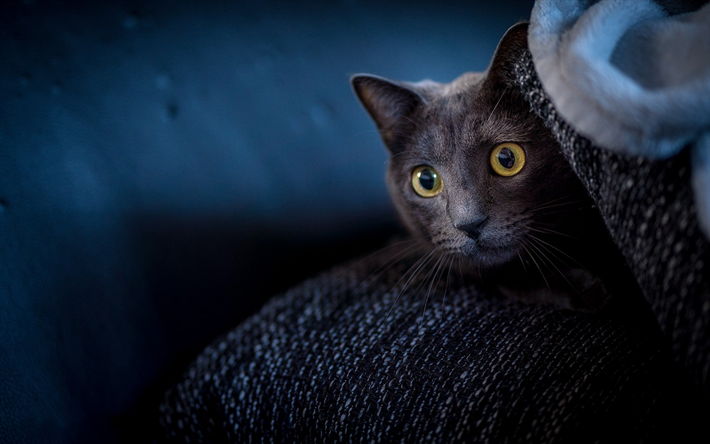 el gato gris, sof&#225;, mascota, gato Brit&#225;nico de pelo corto