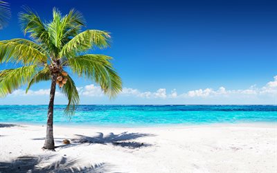 coconuts on palm tree, tropical island, travel concepts, summer, ocean, blue lagoon, azure, beach, sand, waves, palm