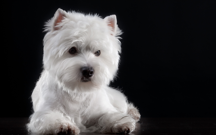 Bichon Frise, Franska liten hund, vitt lockigt hund, husdjur, valpar