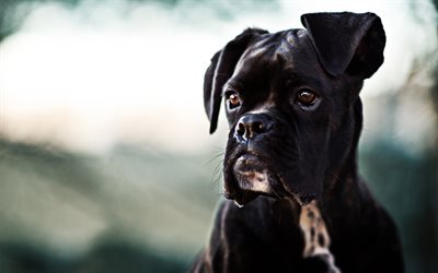 black boxer dog, puppy, close-up, pets, bokeh, black dog, boxer dog