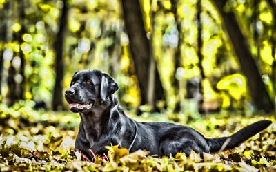 black retriever, autumn, retriever, pets, bokeh, close-up, labradors, black dog, cute animals, black labrador