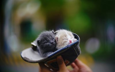little kittens, hat, kittens in hand, cute little cats, pets, kittens in a hat, cats