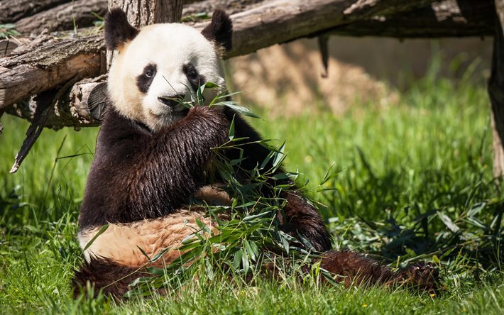 panda, animale carino, l&#39;orso, la fauna selvatica
