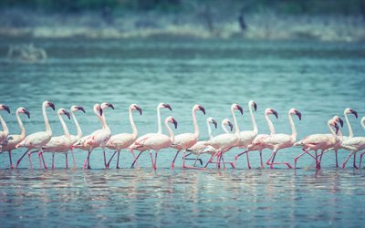 flamingos, sj&#246;n, flock, rosa f&#229;gel, rosa flamingos