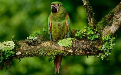 chestnut-haired macaw, parrot, green birds, tropics, beautiful birds, forest, macaw