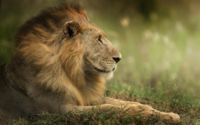 lion, king of beasts, wildlife, predators