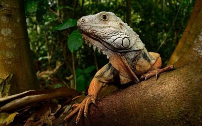iguana, la fauna, el lagarto, &#225;rbol, bosque, rama