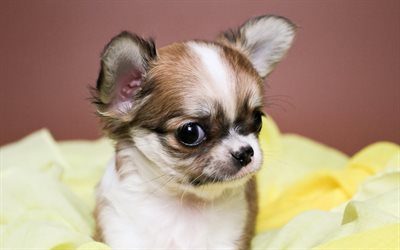 Chihuahua, puppy, dogs, bokeh, brown chihuahua, close-up, cute animals, pets, Chihuahua Dog