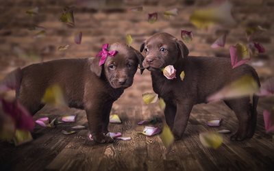 Labrador Retriever, little brown puppies, pets, cute little animals, Chesapeake Bay Retriever, dogs