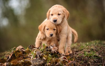 golden retriever, small puppies, couple, cute little brown dogs, retrievers, pets, dogs