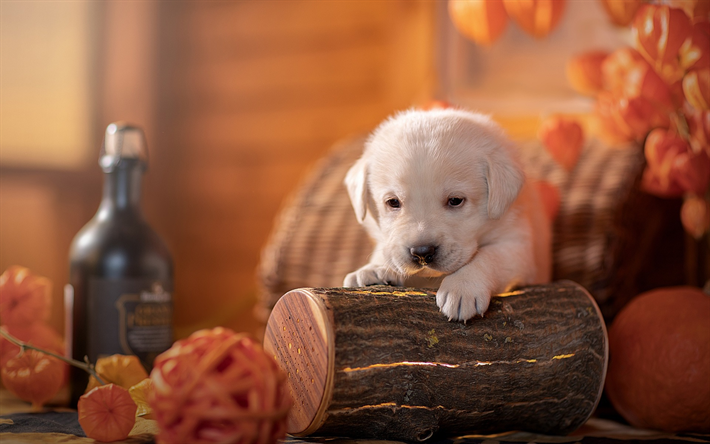 little white puppy, retriever, halloween, labrador retriever, cute little animals, puppies, dogs