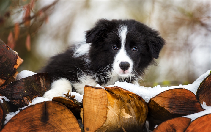 Border Collie, small fluffy puppy, black and white small dog, winter, snow, cute animals, pets