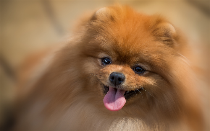 ダウンロード画像 スピッツ ふんわり犬 かわいい動物たち 近 ポメラニアン ボケ ペット 犬 ポメラニアン スピッツ フリー のピクチャを無料デスクトップの壁紙