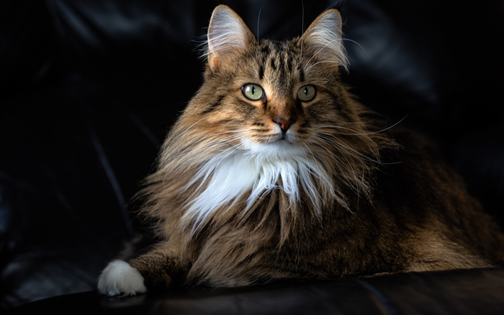 Maine Coon, close-up, fluffy cat, cute animals, brown Maine Coon, pets, cats, domestic cats, Maine Coon Cat