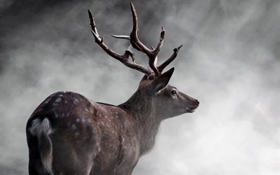 deer, fog, forest, horns