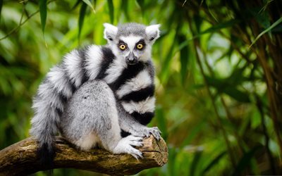 lemur, madeira, &#225;rvore, Madagascar