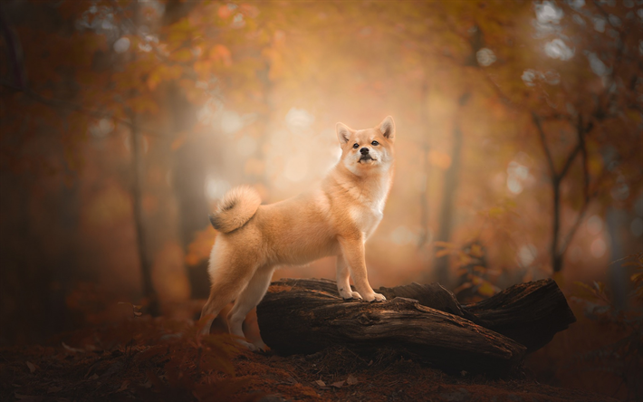 柴犬, オレンジの犬, かわいい動物たち, 森林, 犬, 秋, 日本犬