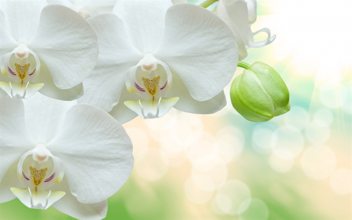white orchids, tropical flowers, white flowers, orchids