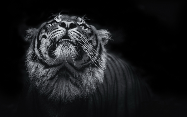 tiger, monochrome, 4k, predator, de la faune, du tigre