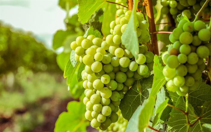 las uvas blancas, oto&#241;o, cosecha, uvas verdes, racimo de uvas