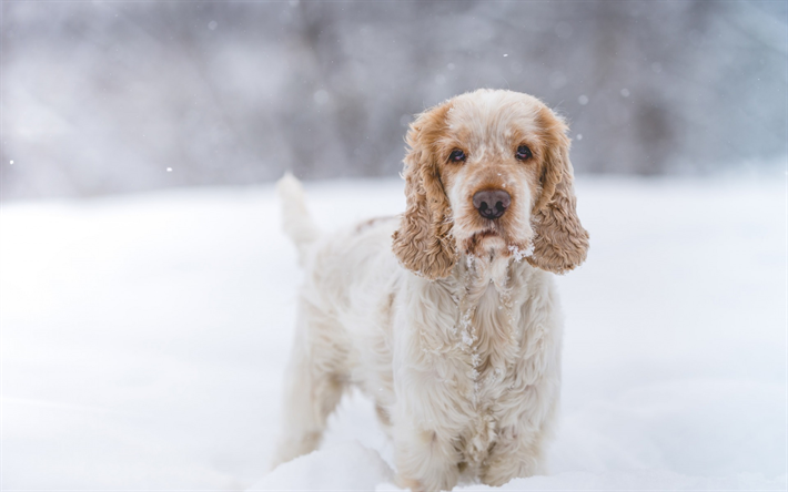 かわいい犬, コッカ-スパニエル, 冬, 雪, 描犬, ペット