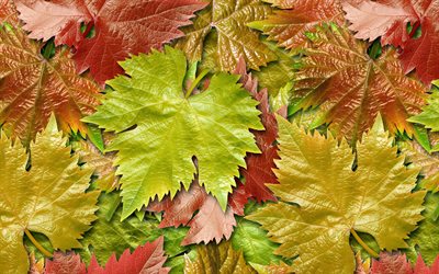 feuilles color&#233;es de la texture, 4k, macro, les feuilles d&#39;automne, des feuilles de texture, de couleurs de feuilles, une macro, un mod&#232;le de feuille, les feuilles, les textures, les feuilles color&#233;es