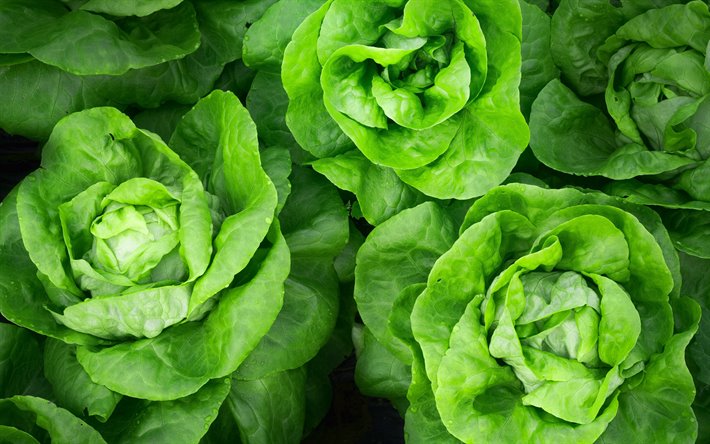 4k, col verde, close-up, verduras texturas, col texturas, hojas de col, macro, verduras frescas, repollo, verduras