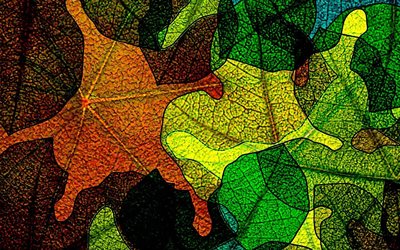 hojas de colores textura, abstracto patr&#243;n de hojas, las hojas de oto&#241;o, hojas de textura, colorido de la hoja, macro, patr&#243;n de hojas, hojas, hojas de texturas, hojas de colores, abstracto