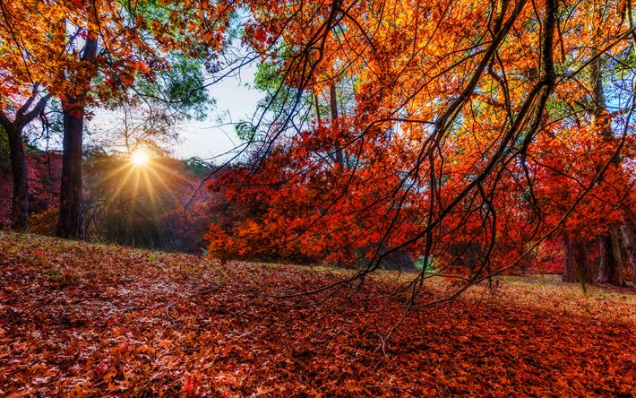 秋, 4k, 森，森林, 黄色の木, 太陽の光, 美しい自然