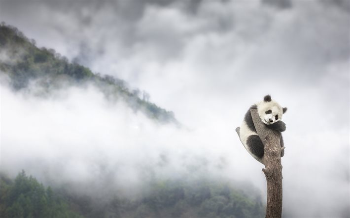 panda auf einem baum, nebel, einsamkeitskonzepte, panda, traurigkeitskonzepte, wildtiere, wilde tiere