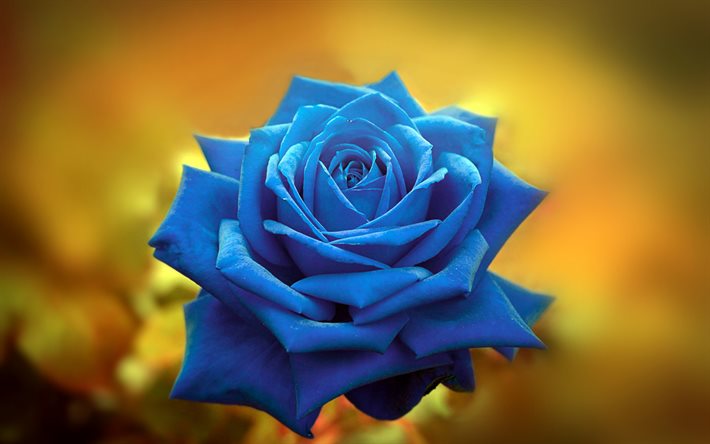 rose bleue, bokeh, fleurs bleues, gros plan, belles fleurs, macro, bourgeons bleus, roses
