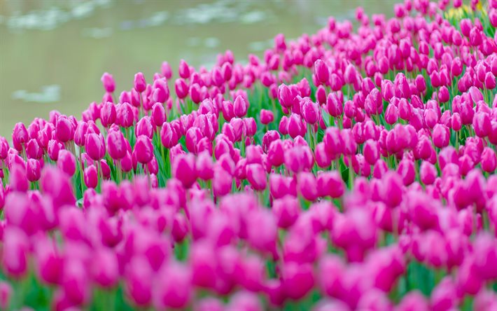 tulipani rosa, campo con tulipani, fiori selvatici, tulipani, bellissimi fiori, tulipani di sfondo